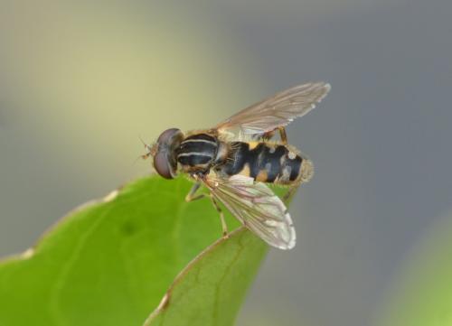 Réf. 207 795 : Eurimyia lineata